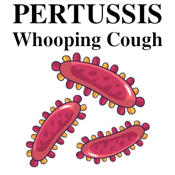 Image of Pertussis